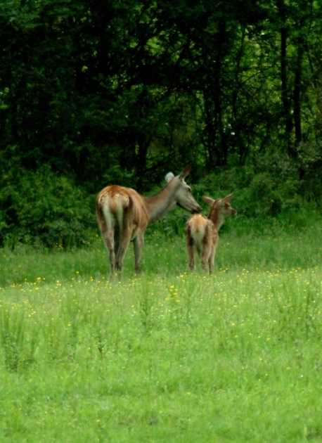 Tenerezze di mamma cervo